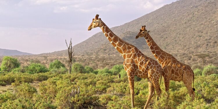 africa-7254461_960_720