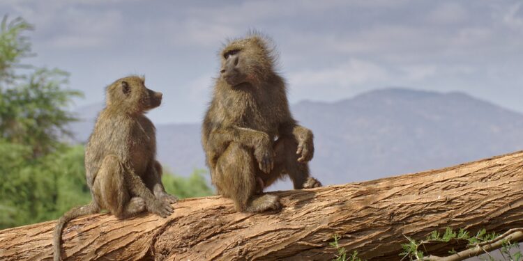 baboon-7765428_960_720