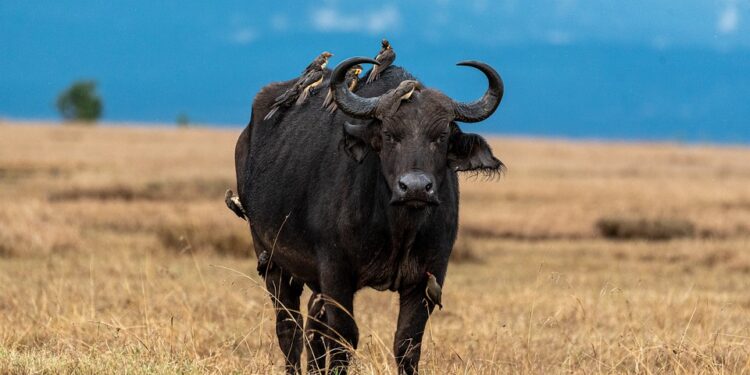 buffalo-4418676_960_720