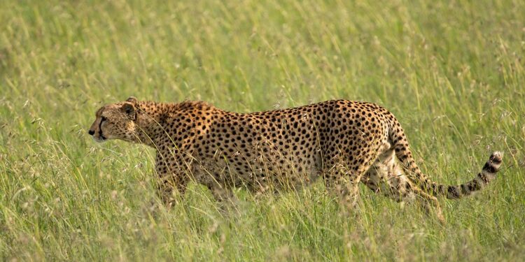 cheetah-7750682_960_720