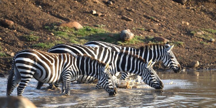 common-zebra-7235516_960_720
