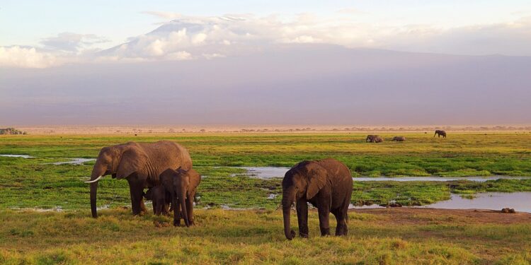 elephants-4275741_960_720