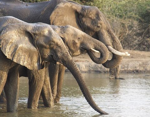 elephants-7651446_960_720