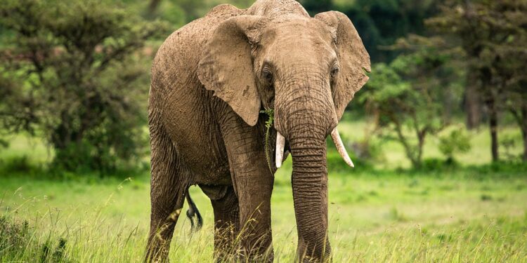 elephants-7749157_960_720