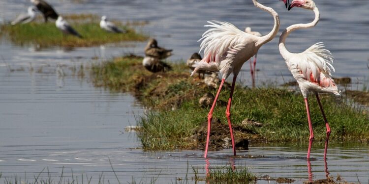 flamingos-279991_960_720