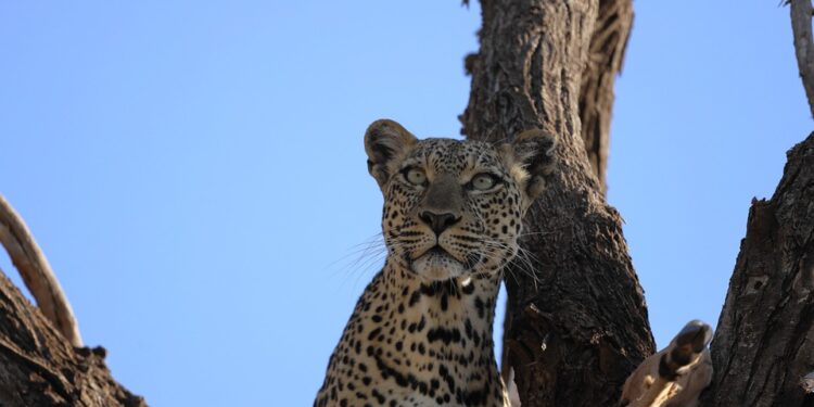 leopard-4468884_960_720