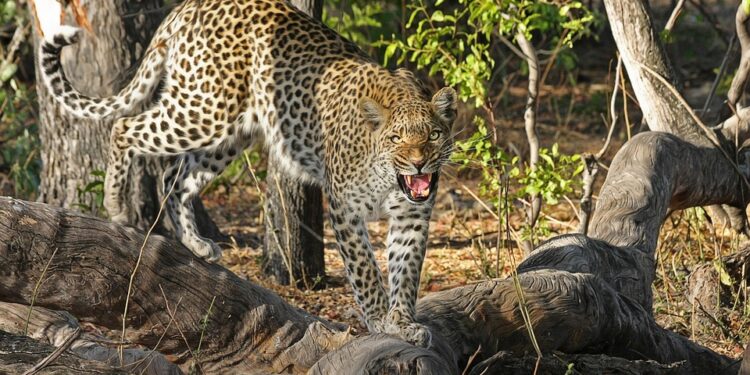leopard-515510_960_720