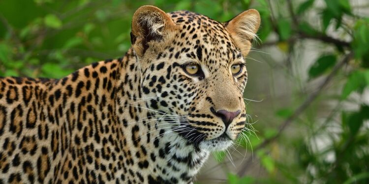 leopard-7235635_960_720