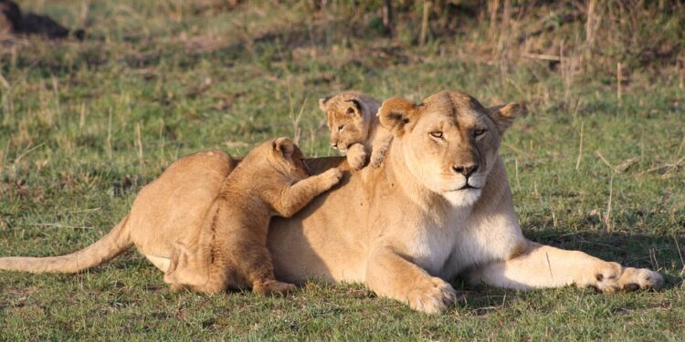 lion-3006875_960_720
