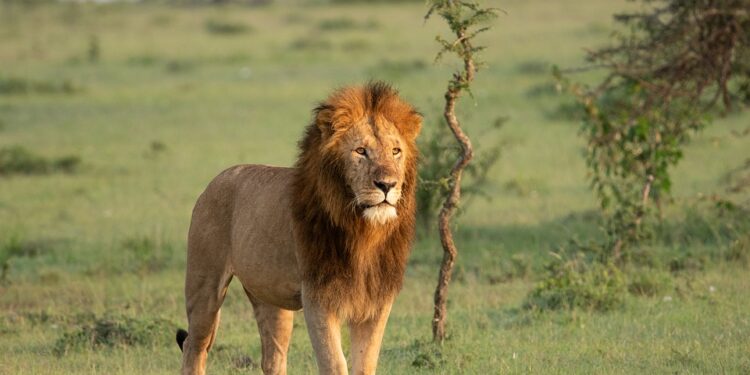 lion-7750679_960_720