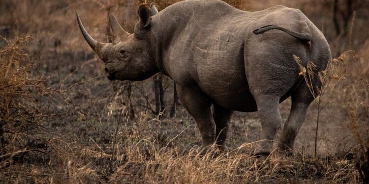 rhinoceros-6799726_960_720