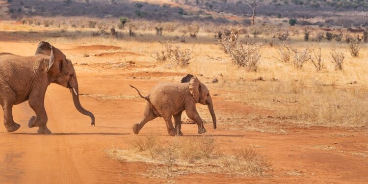 safari-4043090_960_720