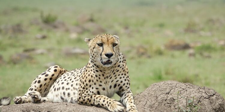 wildlife-3146790_960_720