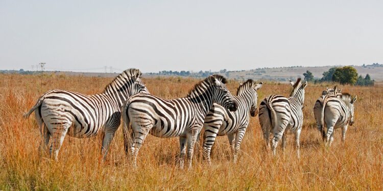 zebras-8403717_960_720